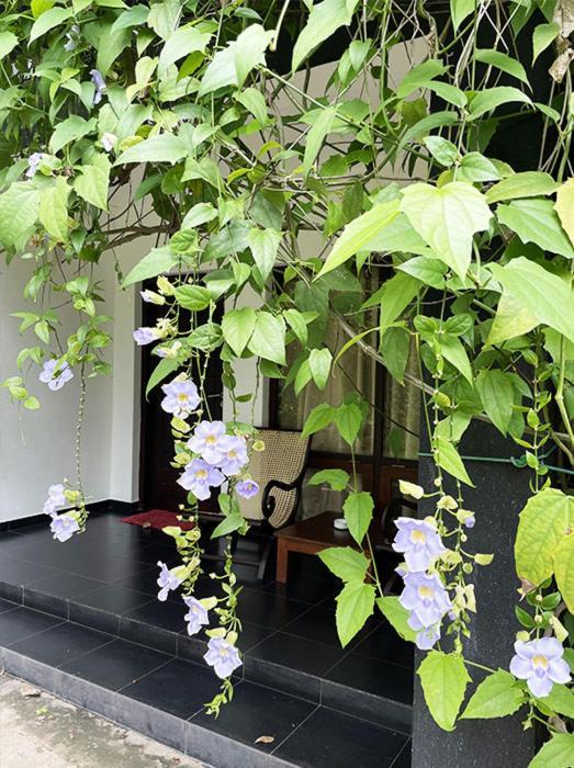 Dambulla Rock Arch Bed & Breakfast Luaran gambar
