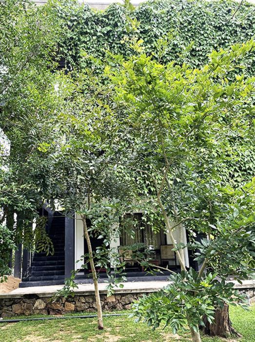 Dambulla Rock Arch Bed & Breakfast Luaran gambar